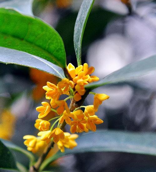 桂花香短语（桂花香，唯美恬静的仙境）