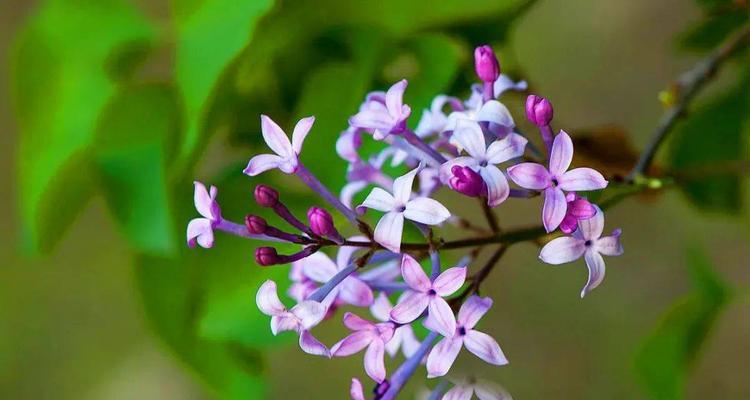 赞美丁香花的名言（丁香花的优雅唯美诗句）