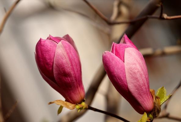 写玉兰花开的诗（玉兰花开，芳香四溢）