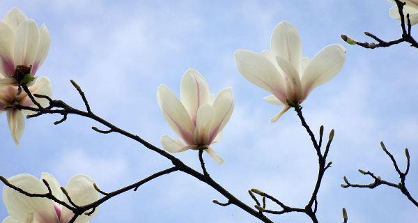 写玉兰花开的诗（玉兰花开，芳香四溢）