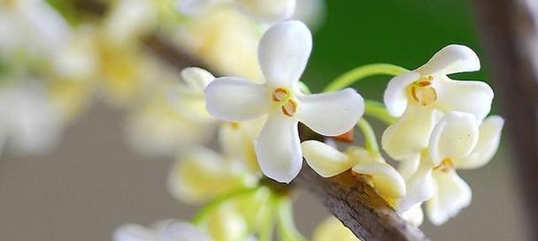 有关桂花的治愈唯美句子的句子摘抄（桂花的治愈力量）