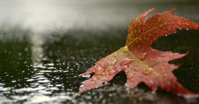 秋天下雨怎么发朋友圈正能量（《秋雨微纷，润泽心灵》）