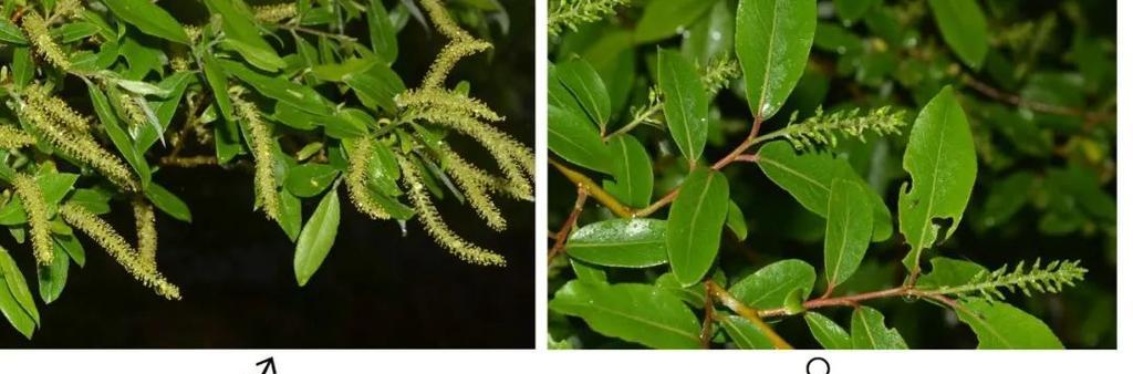 与一株植物对视阅读答案（《植物的目光》）