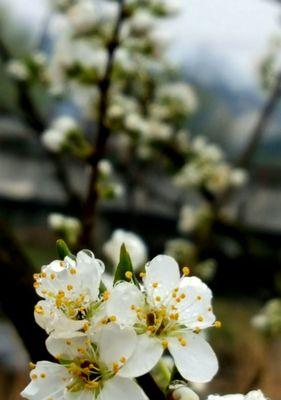 梨花一枝春带雨在诗中是什么意思（《梨花一枝春带雨》）