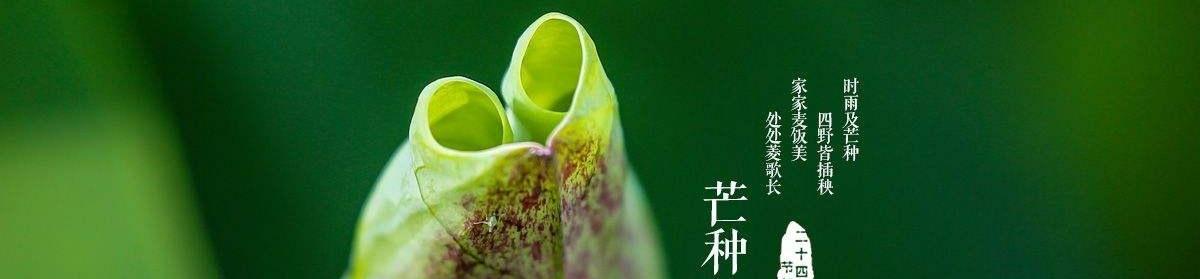 芒种的说（掌握芒种，创意好句唯美绽放）