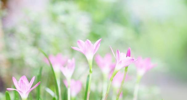 芒种佳句欣赏（84条唯美短句，引领你追寻美好生活的秘密）