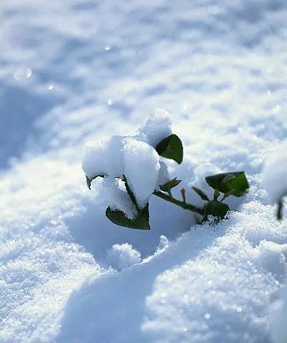 今年第一次下雪怎么发朋友圈（雪花飞舞，繁华梦境；2024新年，迎来初雪）