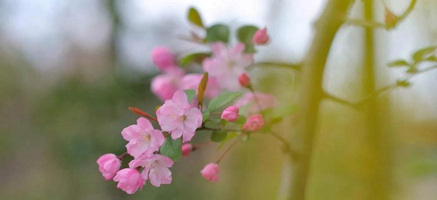 四月的花唯美句子简短（四月的唯美）