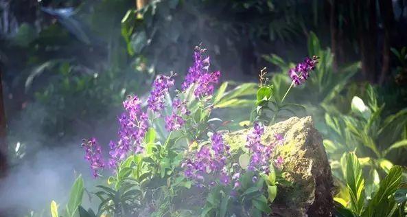 山花烂漫说说（山花烂漫——赏美景）