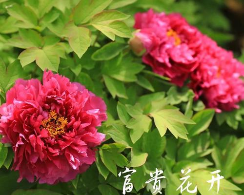 赞牡丹花开景（牡丹花开，唯美花海）