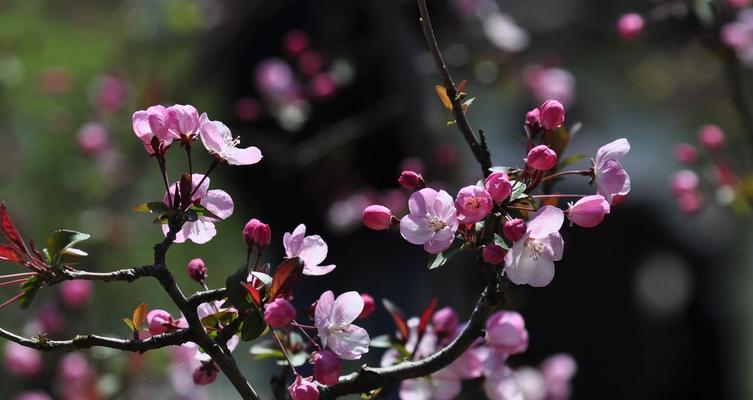 花开的优美诗句（三月花开）