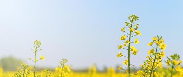 关于赞美油菜花的句子（油菜花，那抹金黄的美丽）