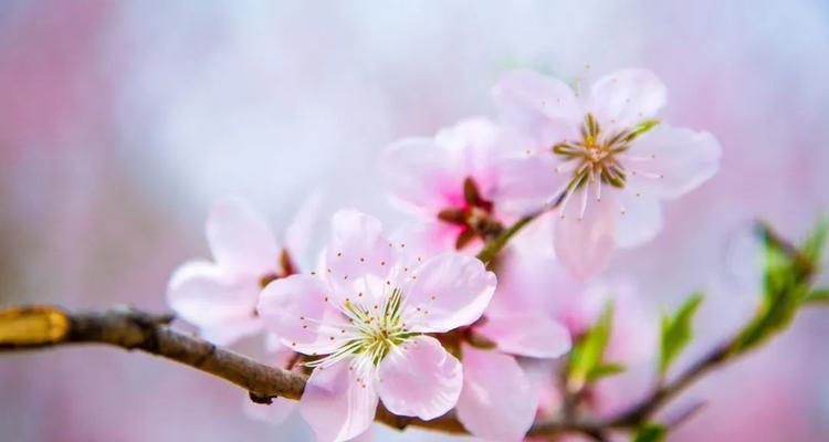 赞美桃花的佳句（桃花盛开，美丽如梦）