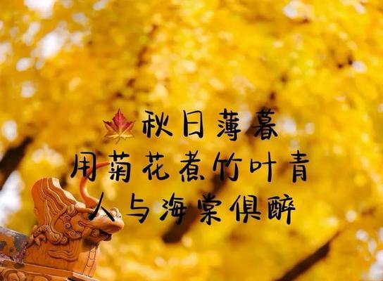 关于菊花的唯美句子或者古诗（忆旧人，菊花唯美诗句）