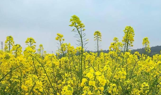 关于油菜花的诗句和好词好句（走进油菜花的世界）