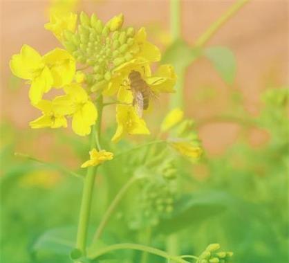 关于油菜花的诗句和好词好句（走进油菜花的世界）