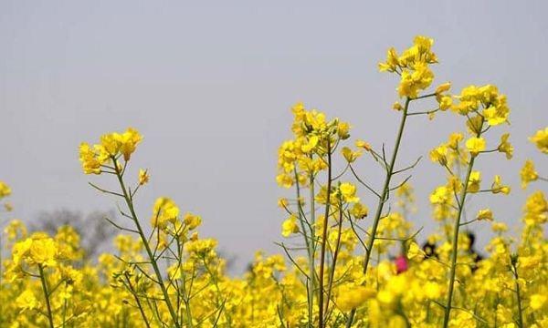 关于油菜花的唯美句子一句话（油菜花的唯美唯美句子唯美短句）