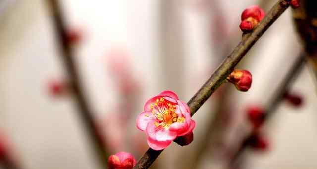 有关芙蓉花的句子（芙蓉花的妙处）