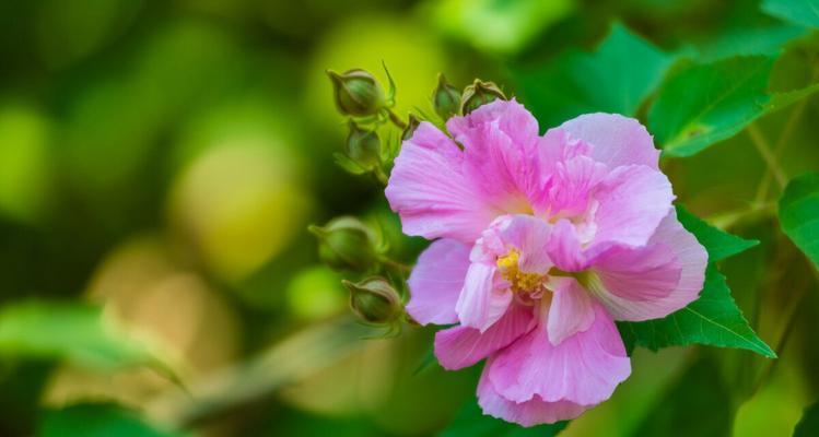 有关芙蓉花的句子（芙蓉花的妙处）