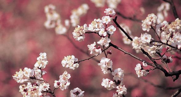 形容花开的灿烂的唯美成语（《花开盛世，灿烂唯美》）