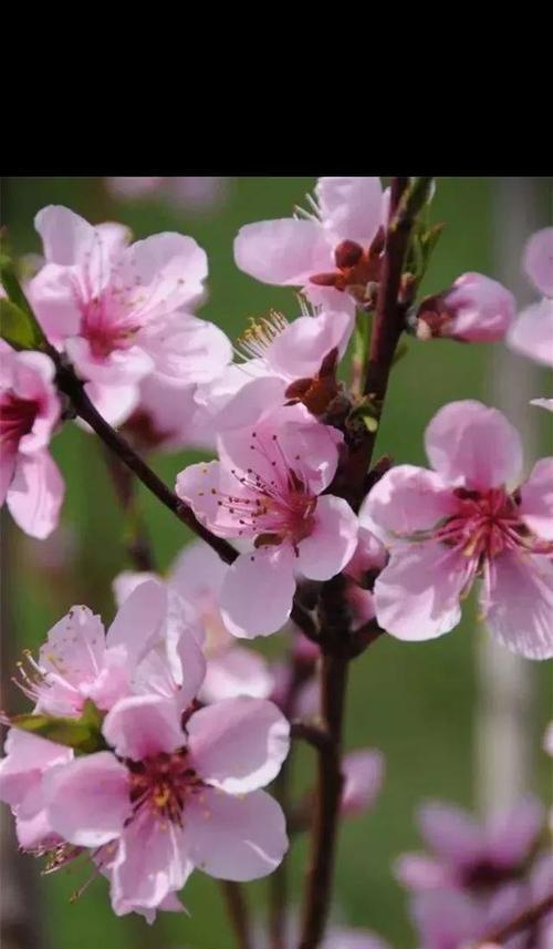 春天野菜怎么形容（春天野菜，芳香四溢）