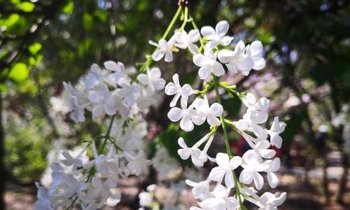 赞美丁香花的诗句有哪些（梦境中的丁香花）