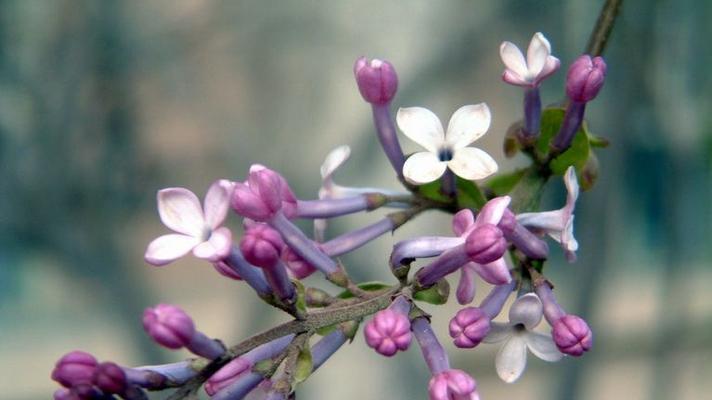 赞美丁香花的诗句有哪些（梦境中的丁香花）