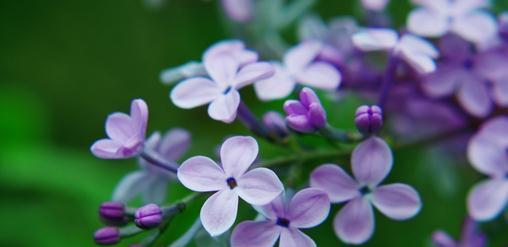 赞美丁香花的名言警句（丁香花的优雅唯美）