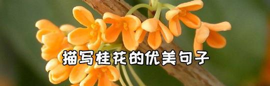 含有桂花的诗句有哪些?(两句)（桂花飘香的诗意）