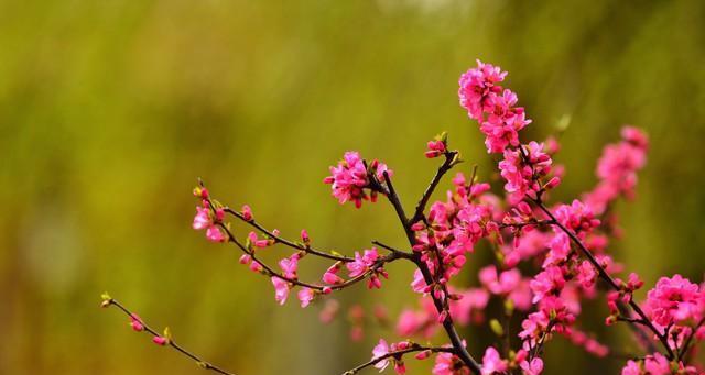 关于春天百花盛开的诗（春日花香缭绕）