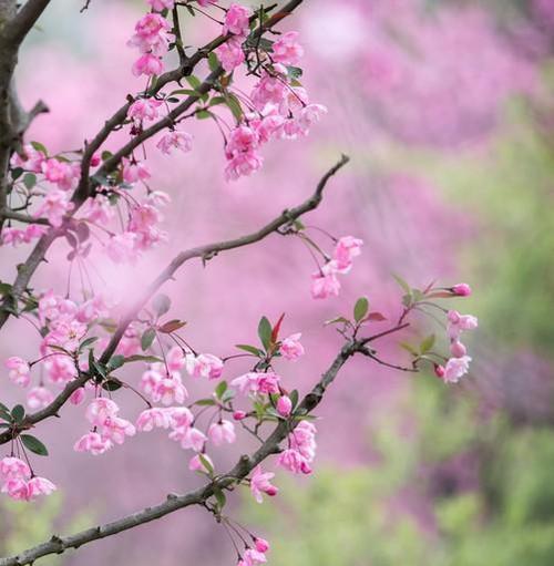 关于春天百花盛开的诗（春日花香缭绕）