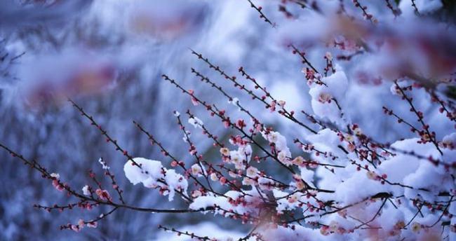 形容梅花傲骨的唯美句子（梅花傲骨）