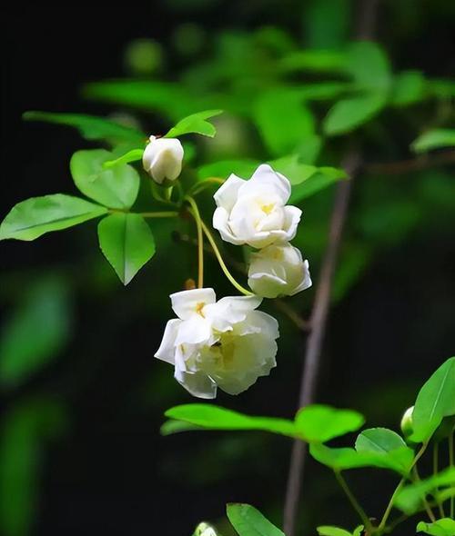 形容花香的诗句有哪些（花香如诗——探寻唯美短句）