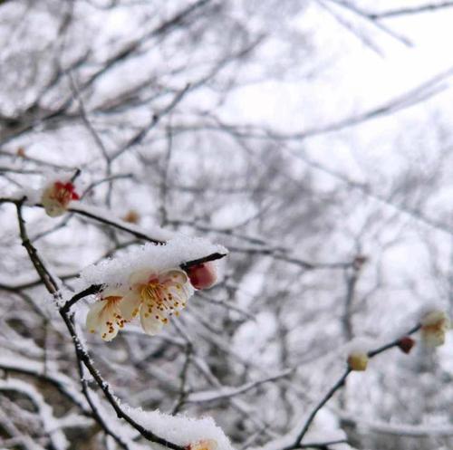 形容花香的诗句有哪些（花香如诗——探寻唯美短句）