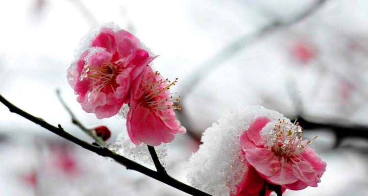 大雪纷飞怎么形容（迎接冬季的梦幻盛宴）