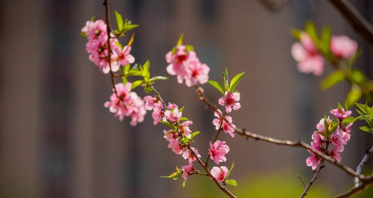 赞美春天百花盛开的诗句有哪些（万物复苏，春意盎然）