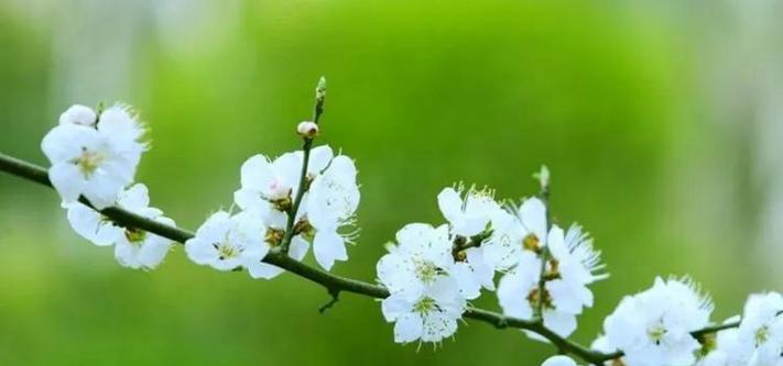 赞美丁香花的优美诗句十个字（花开花落，丁香馥郁；溯源古国，文化荟萃）