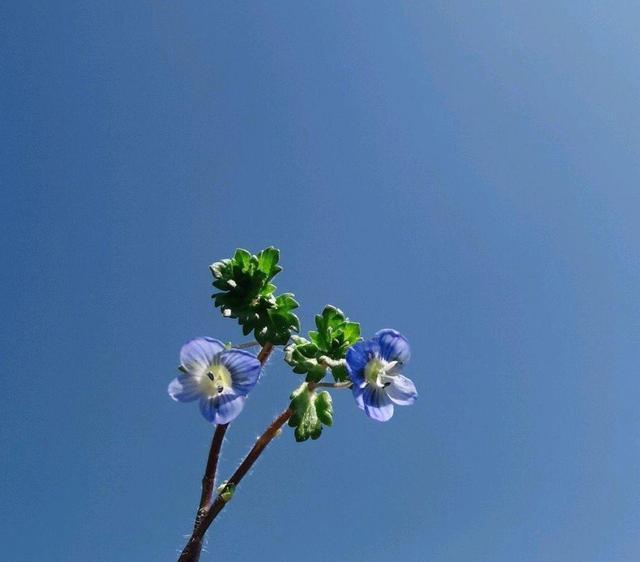 看花发朋友圈说一句话（一篇赞美花儿的唯美散文）