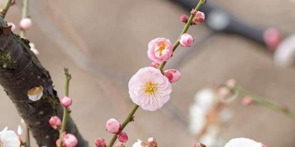 赞美梅花高洁品质的诗（梅花的高洁与唯美）