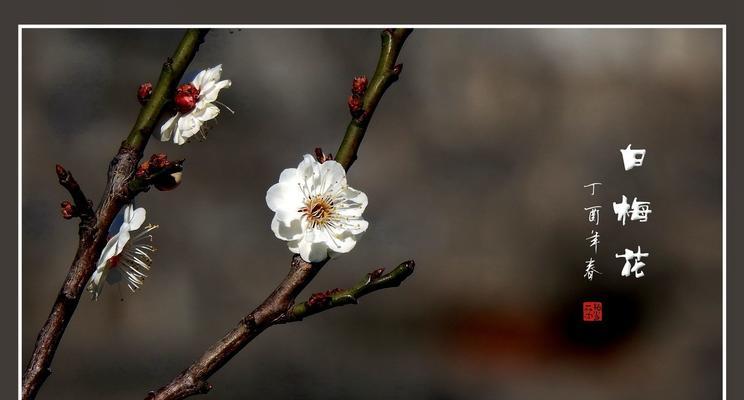 赞美梅花高洁品质的诗（梅花的高洁与唯美）