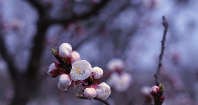 关于欣赏花的美句（花开如梦）