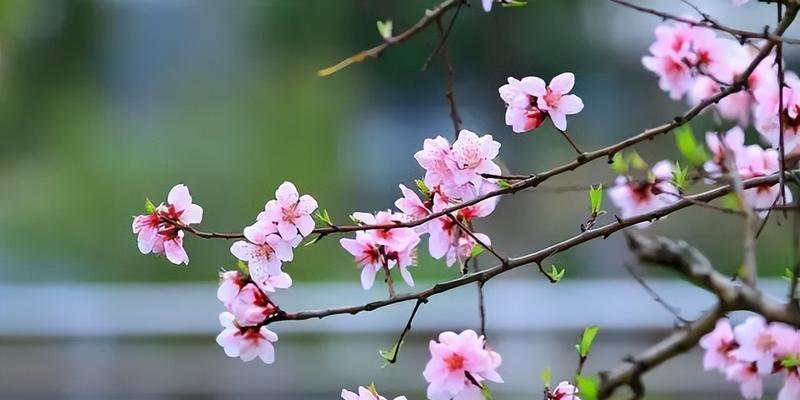 含花的诗句简单（《花语天籁》）