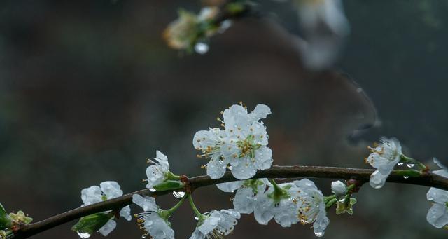 形容梨花的优美优雅的句子（唯美诗意，点缀春天）