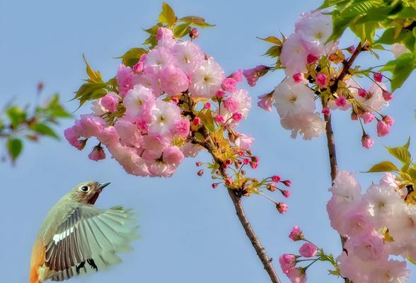 形容春花烂漫的诗句有哪些（春日烂漫：写给花儿的诗篇）