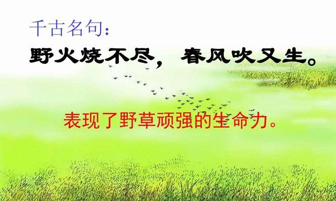 坚强生命力强怎么形容?（生命之花：绽放坚强的力量）