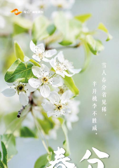 今天春分怎么发朋友圈（今日春分，百花争艳，浪漫盎然）