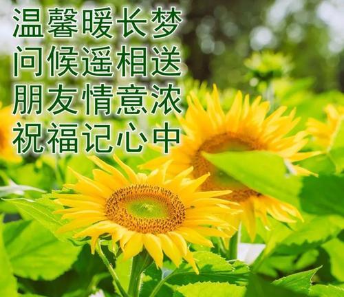 一缕阳光下句怎么写（一缕阳光，温暖心房）