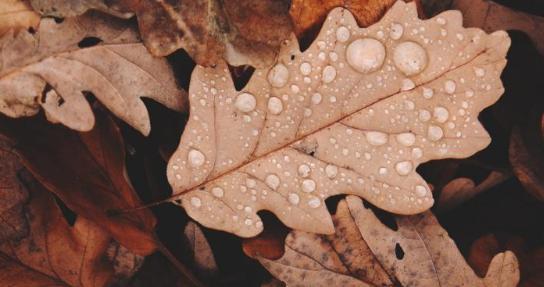 一场秋雨一场寒的朋友圈怎么发（以一场秋雨一场寒为主题的唯美短句）