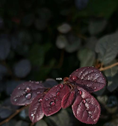 一场秋雨一场寒的朋友圈怎么发（以一场秋雨一场寒为主题的唯美短句）