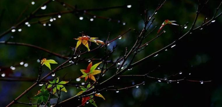 一场秋雨一场寒怎么发朋友圈（秋雨凉意袭人的美丽）